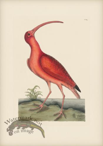 084 Red Curlew